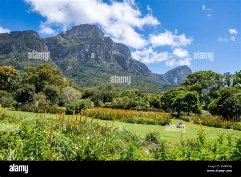  Kirstenbosch National Botanical Garden: บทกวีแห่งพืชพันธุ์บนภูเขา! 